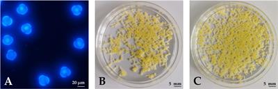 The effect of phytosulfokine alpha on haploid embryogenesis and gene expression of Brassica napus microspore cultures